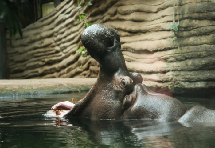 Kolumbia uśmierci kilkadziesiąt hipopotamów. To dawne "maskotki" kokainowego bossa Pablo Escobara