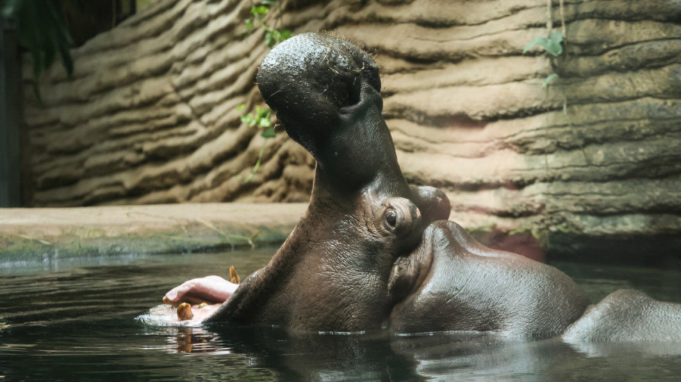 Kolumbia uśmierci kilkadziesiąt hipopotamów. To dawne "maskotki" kokainowego bossa Pablo Escobara