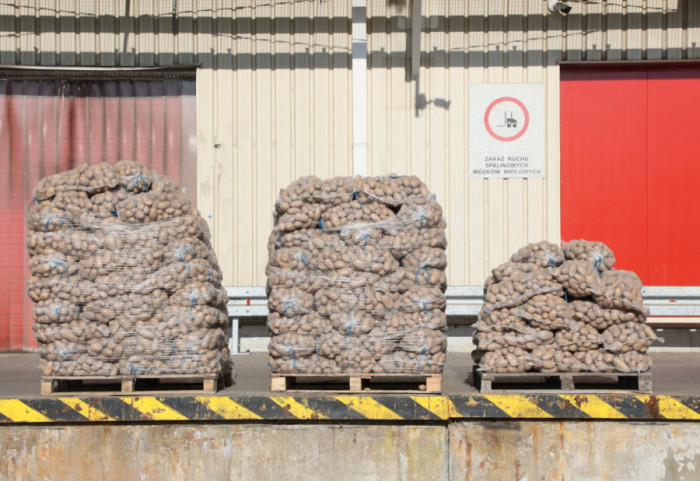 Potężny ból głowy rolników. Nie mają gdzie sprzedać ziemniaków, winny import