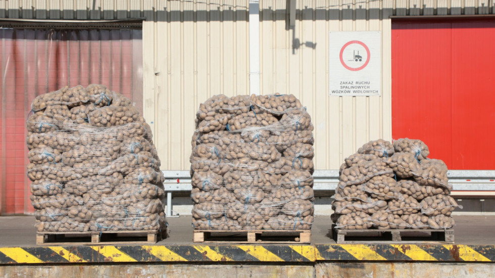 Potężny ból głowy rolników. Nie mają gdzie sprzedać ziemniaków, winny import