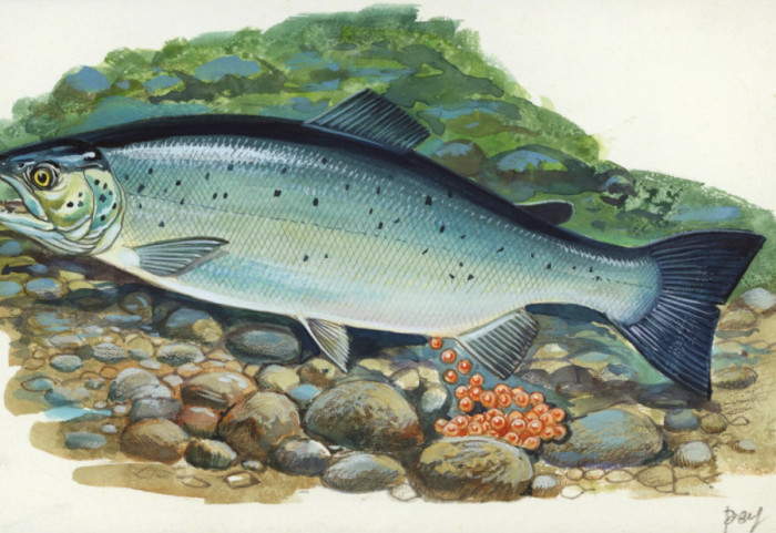 Niewiarygodne ale prawdziwe: łososie po kokainie pływają więcej i dalej