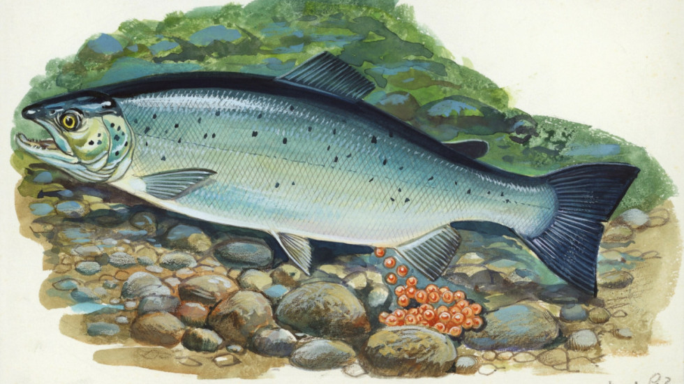 Niewiarygodne ale prawdziwe: łososie po kokainie pływają więcej i dalej