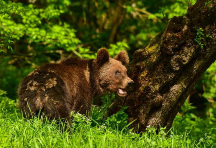 Po ataku niedźwiedzia na człowieka. Leśnicy mówią, że taki dramat był tylko kwestią czasu