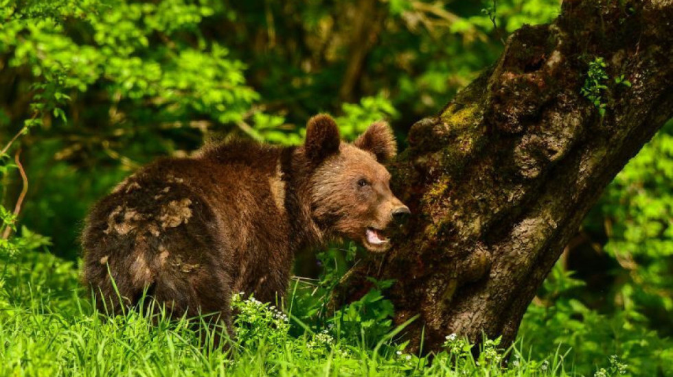 Po ataku niedźwiedzia na człowieka. Leśnicy mówią, że taki dramat był tylko kwestią czasu