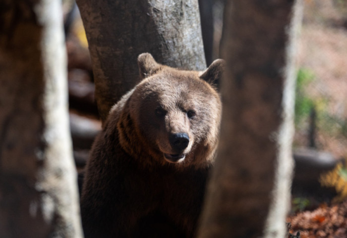 Nowe ustalenia w sprawie ataku niedźwiedzia na Podkarpaciu. "Wiatr osłabił zmysły"