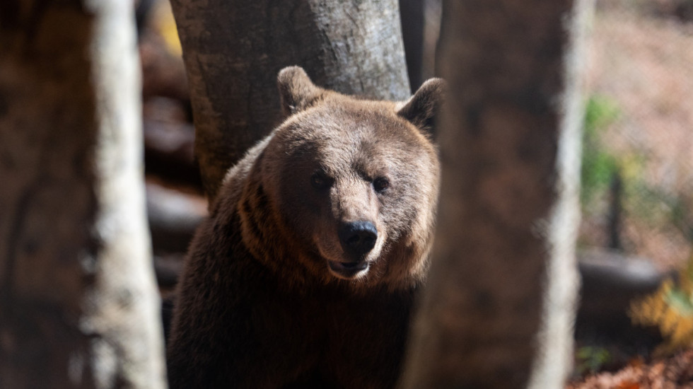 Nowe ustalenia w sprawie ataku niedźwiedzia na Podkarpaciu. "Wiatr osłabił zmysły"