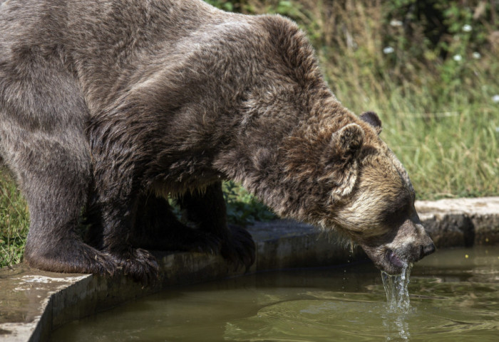 Śmiertelny atak niedźwiedzia. Co robić, gdy drapieżnik stanie nam na drodze