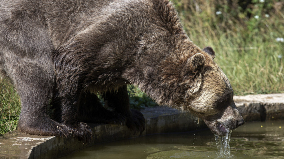 Śmiertelny atak niedźwiedzia. Co robić, gdy drapieżnik stanie nam na drodze