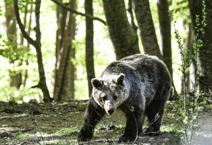 Śmiertelny atak niedźwiedzia. Mieszkańcy zaniepokojeni