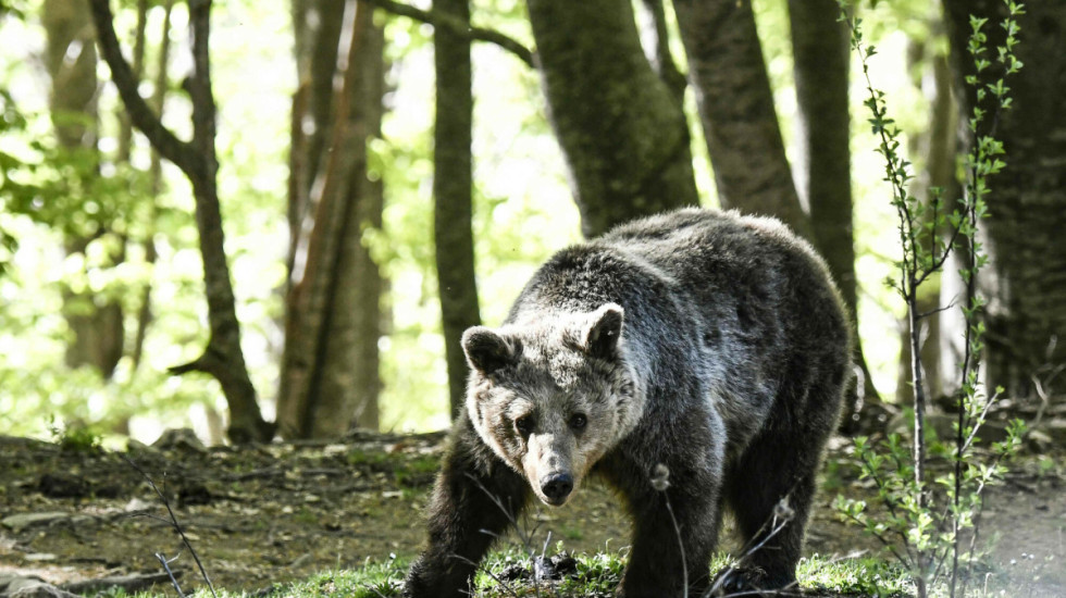 Śmiertelny atak niedźwiedzia. Mieszkańcy zaniepokojeni