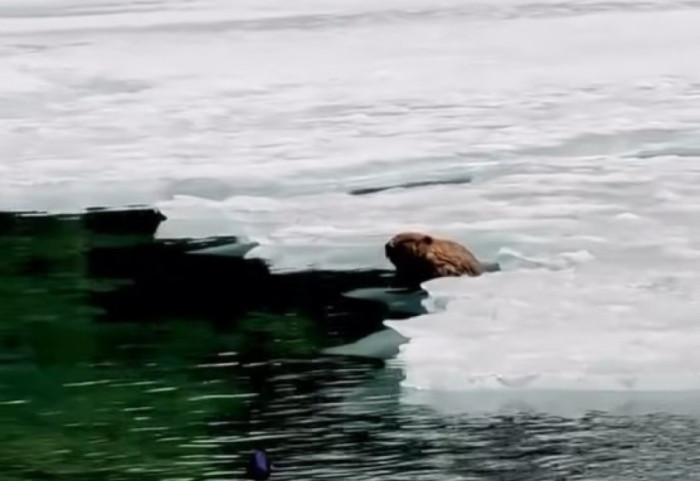 Niespodziewany widok w Tatrach. Bóbr wylegiwał się na Morskim Oku