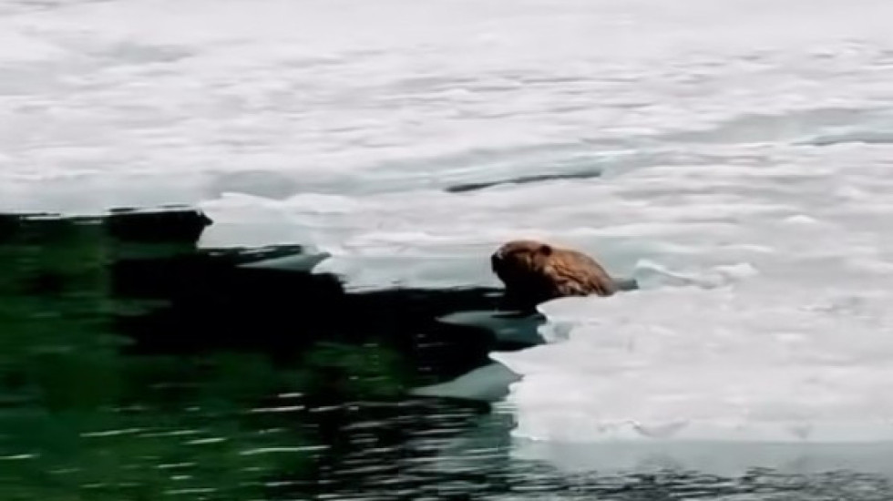 Niespodziewany widok w Tatrach. Bóbr wylegiwał się na Morskim Oku