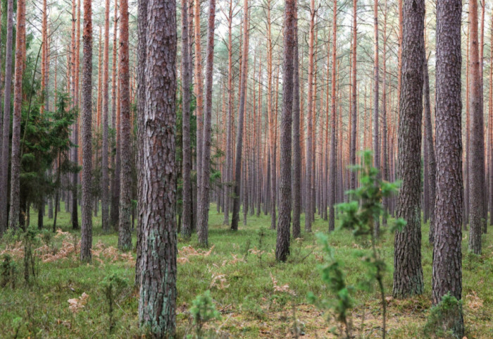 Susza! Najwyższy stopień zagrożenia pożarowego w lasach w Łódzkiem