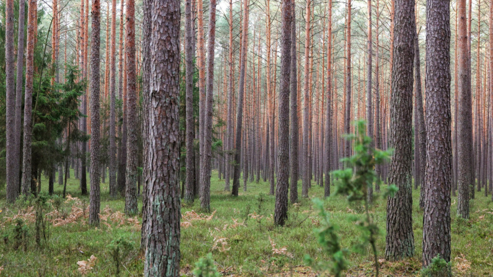 Susza! Najwyższy stopień zagrożenia pożarowego w lasach w Łódzkiem