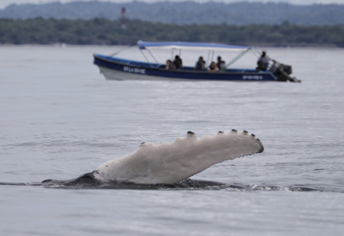 Niemcy: Trwa ryzykowny transport humbaka z Bałtyku na Morze Północne