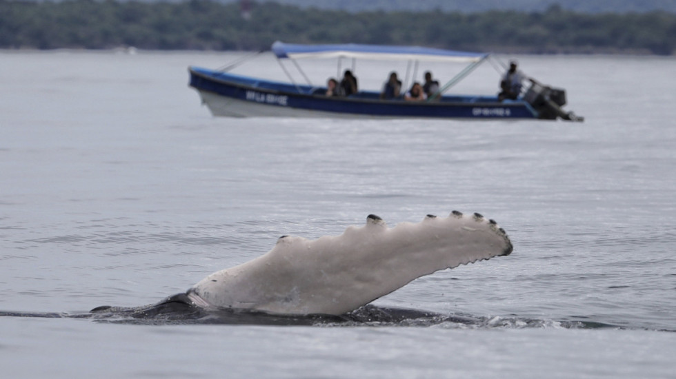 Niemcy: Trwa ryzykowny transport humbaka z Bałtyku na Morze Północne