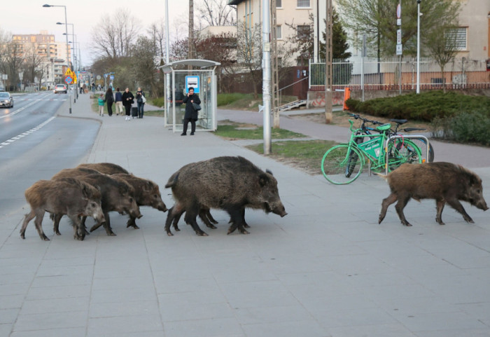 Strażacy pomogą w odstrzale zwierząt – będzie sejmowa nowelizacja ustawy