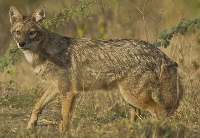 Magazyn Nature: nowy drapieżnik podbija Europę. Zwierzę dotarło też do Polski