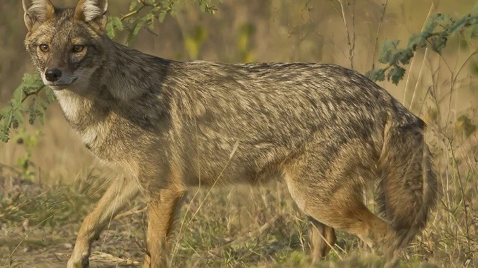 Magazyn Nature: nowy drapieżnik podbija Europę. Zwierzę dotarło też do Polski